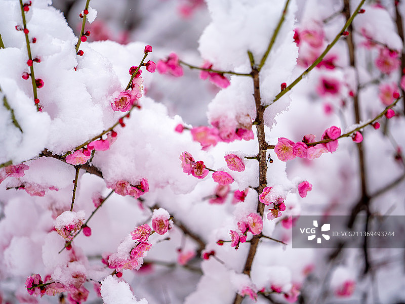 雪后的梅花图片素材