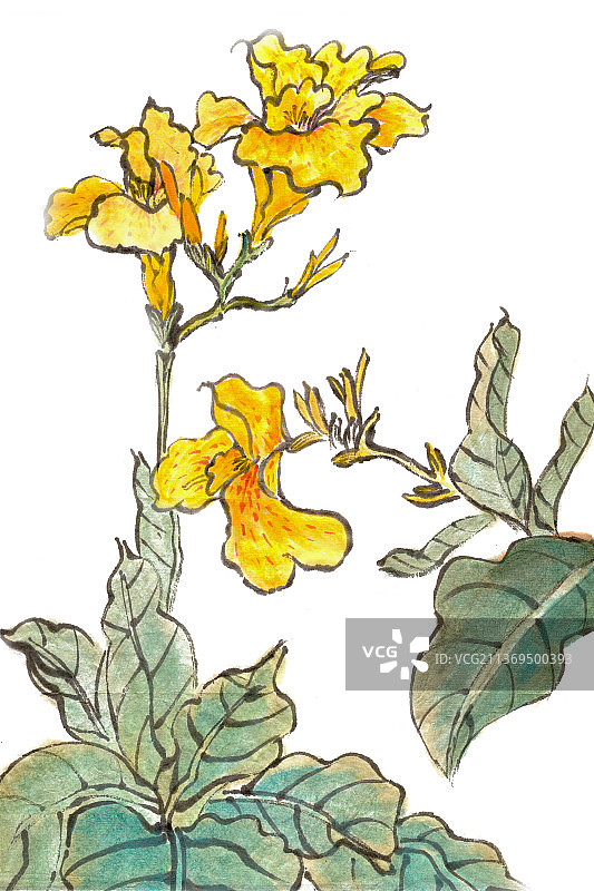 黄色的菖蒲花图片素材