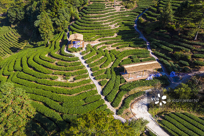 燕子窠茶园图片素材