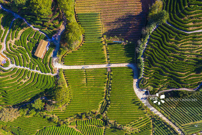 燕子窠茶园图片素材