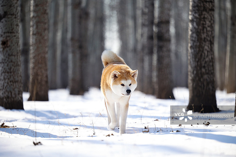 漫步在雪中林海的秋田图片素材