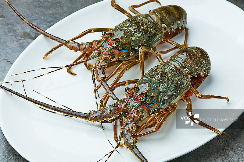 鲜活青龙虾图片素材