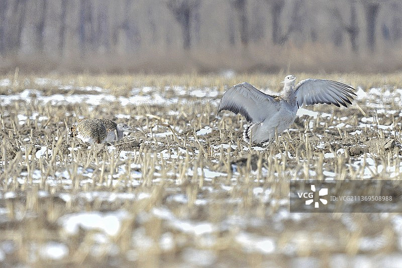 大鸨（bao）展翅❄️ 一级保护动物 北京通州水南村图片素材