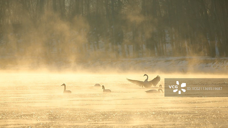 北票月亮湾天鹅图片素材
