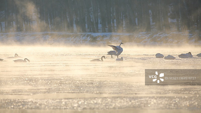 北票月亮湾天鹅图片素材