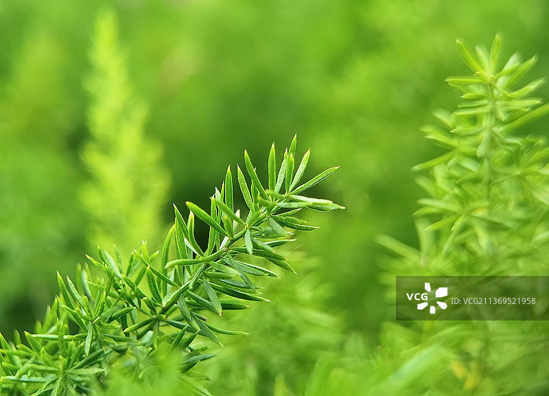 植物的特写镜头图片素材