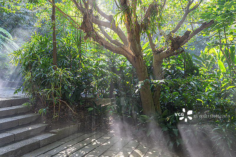 厦门园林植物园雨林世界的雾森图片素材