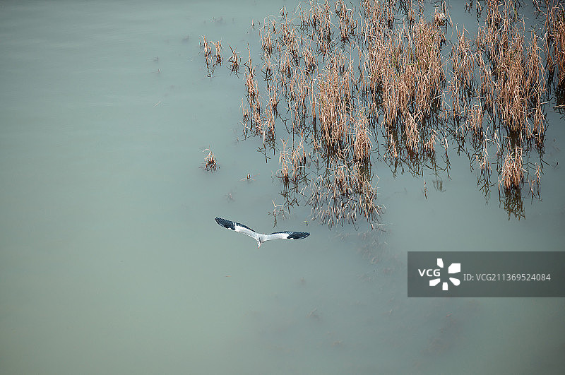 生态广阳岛湿地图片素材