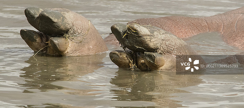 河马的蹄子图片素材