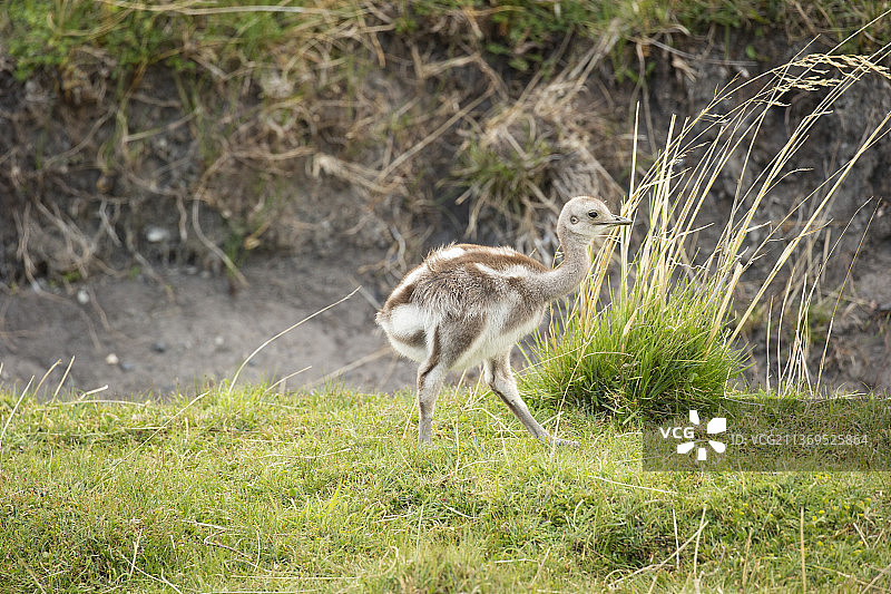小美洲鸵图片素材