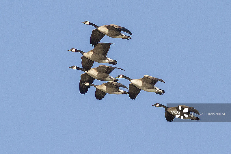 飞翔的加拿大鹅群图片素材