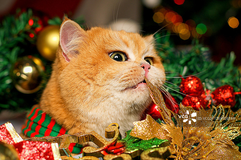 动物摄影宠物猫金渐层图片素材