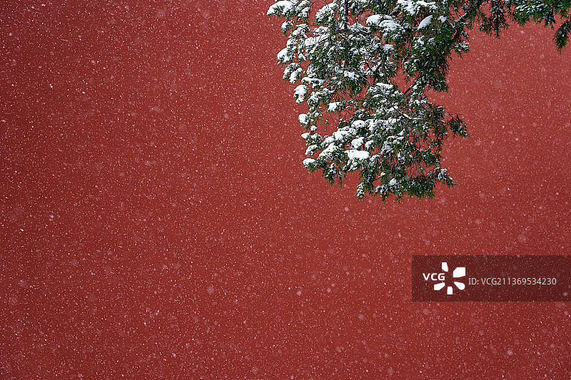 故宫红墙下的松树雪景图片素材