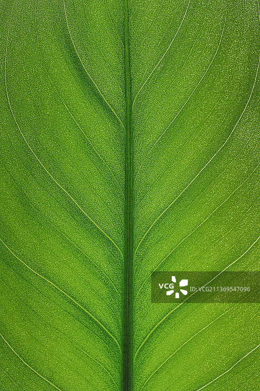 绿叶纹理大特写图片素材