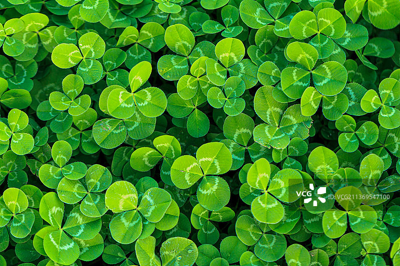 俯拍三叶草的叶子特写图片素材