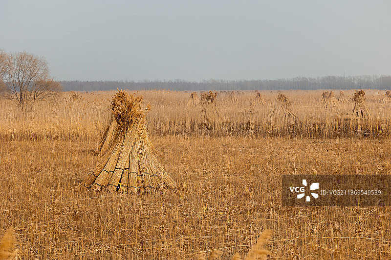 湿地茅草堆 西沙湿地 江边 秋日落日图片素材