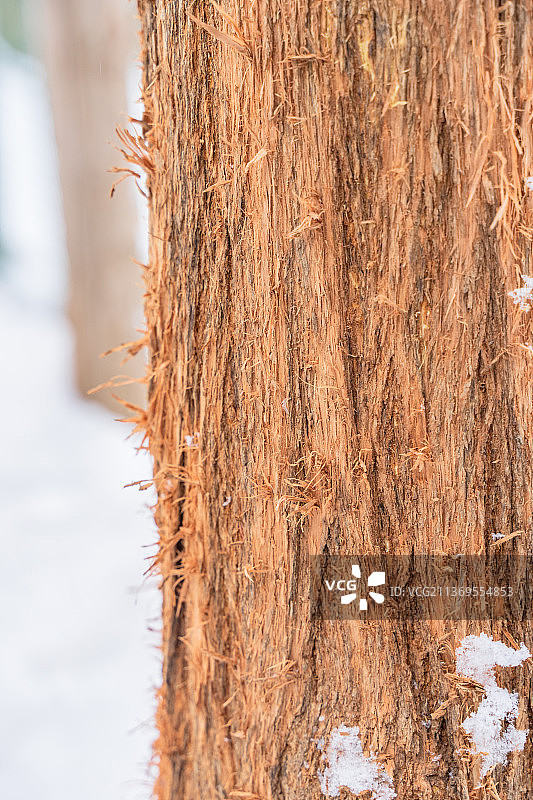 被猫抓过的树干天然猫抓板图片素材