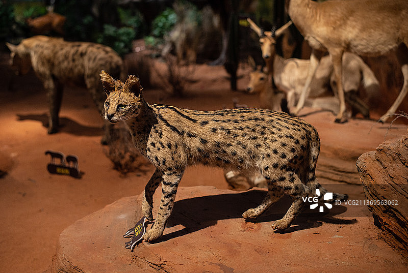 成都博物馆动物标本图片素材