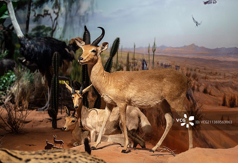 成都博物馆羚羊标本图片素材