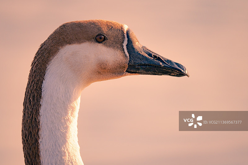 大雁在湖里自由游泳和结伴飞翔图片素材