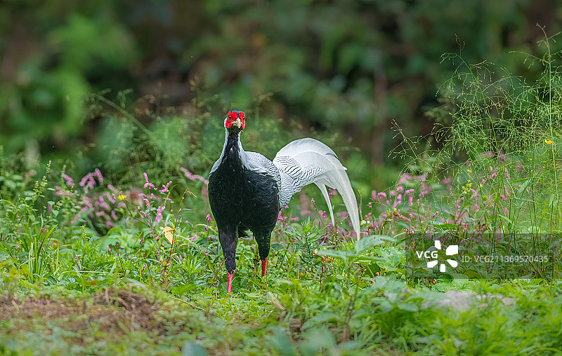 花丛中的白鹇图片素材
