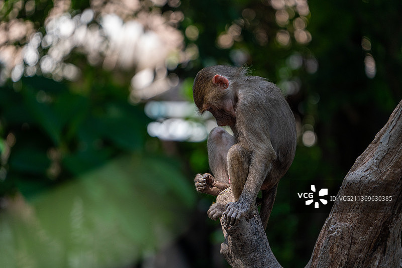 猕猴金丝猴图片素材