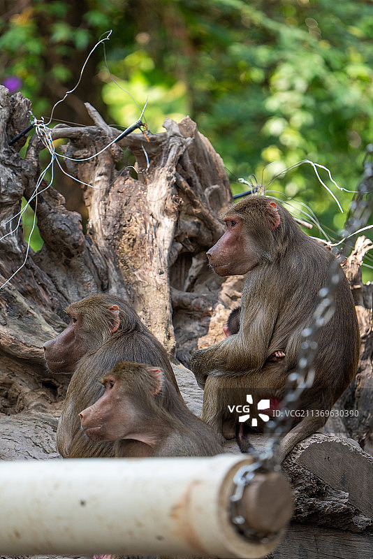 猕猴金丝猴图片素材