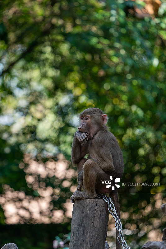 猕猴金丝猴图片素材