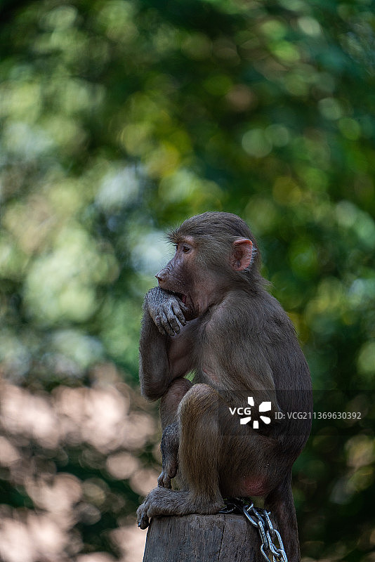 猕猴金丝猴图片素材
