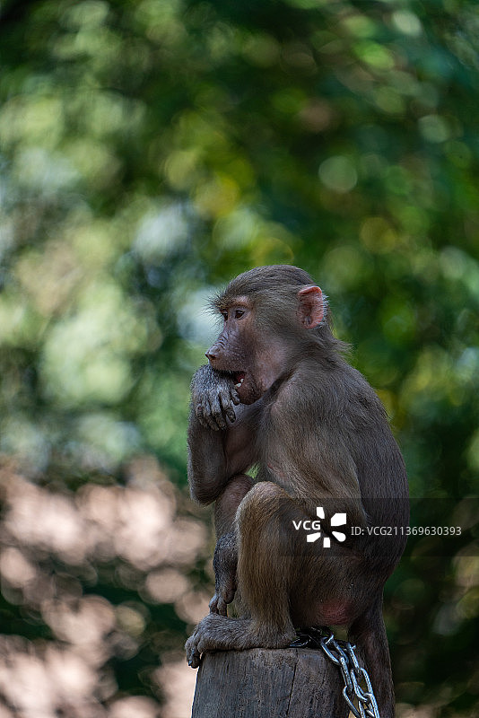 猕猴金丝猴图片素材