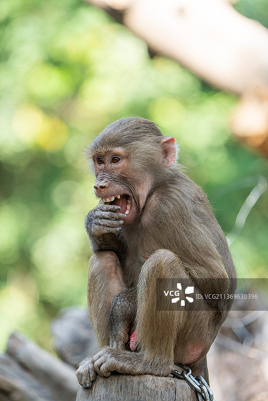 猕猴金丝猴图片素材