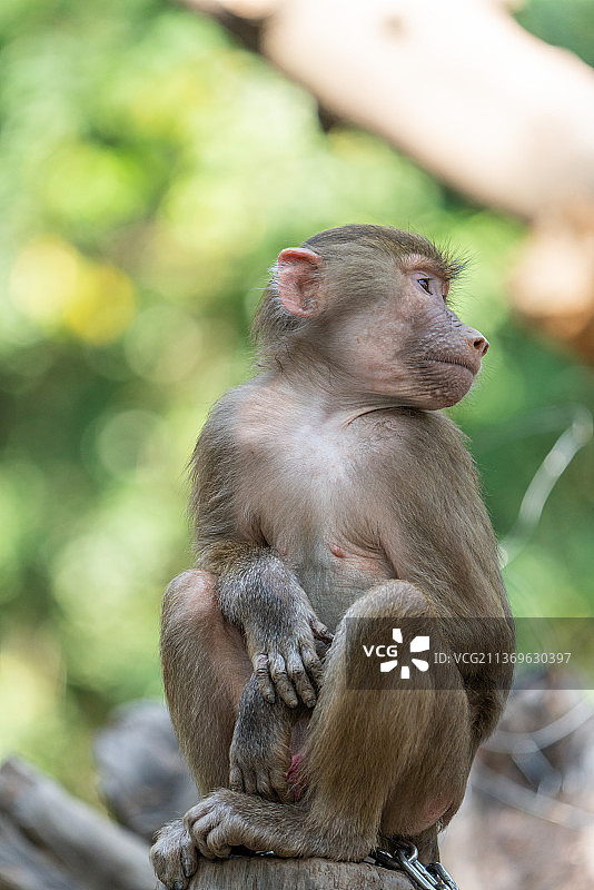 猕猴金丝猴图片素材