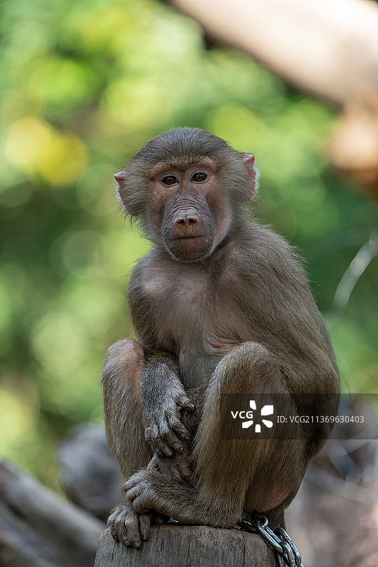猕猴金丝猴图片素材