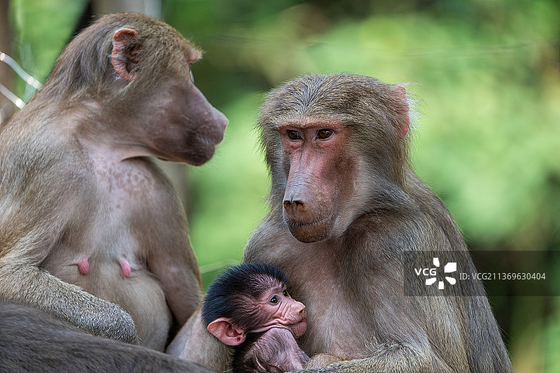 猕猴金丝猴图片素材