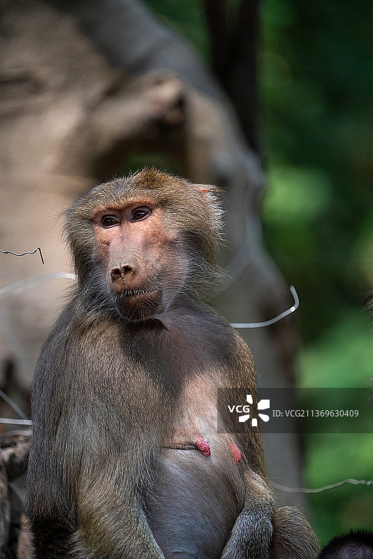 猕猴金丝猴图片素材
