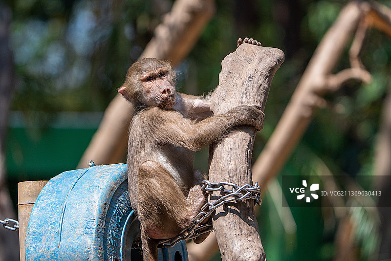 猕猴金丝猴图片素材