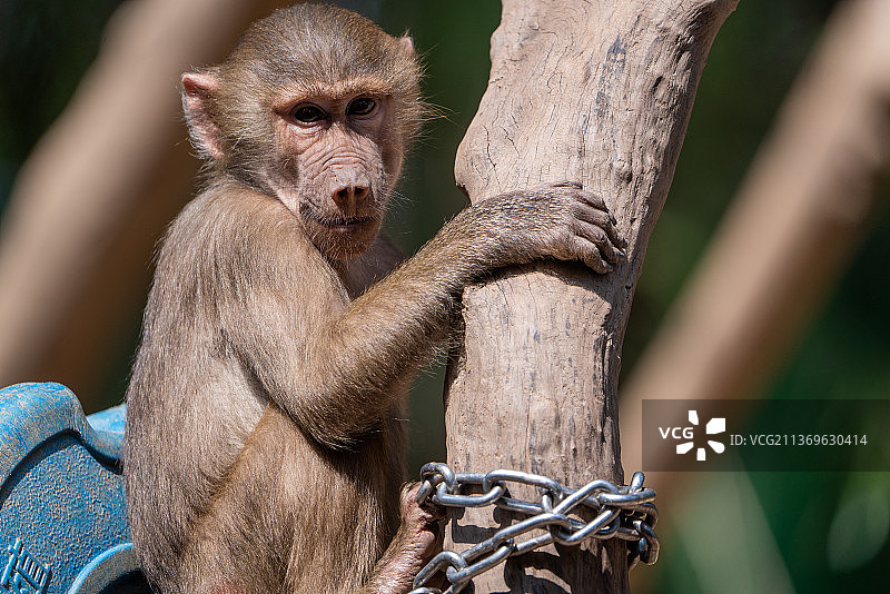 猕猴金丝猴图片素材