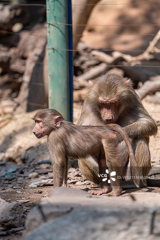 猕猴金丝猴图片素材