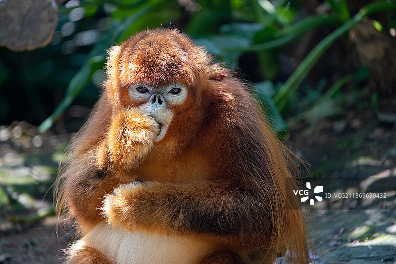 猕猴金丝猴图片素材
