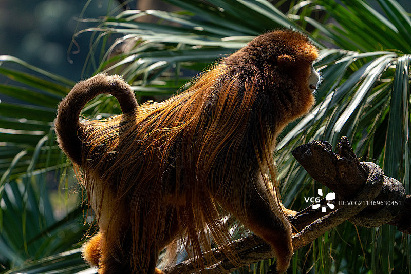 猕猴金丝猴图片素材