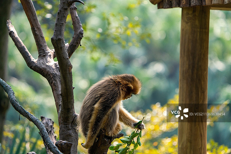 猕猴金丝猴图片素材
