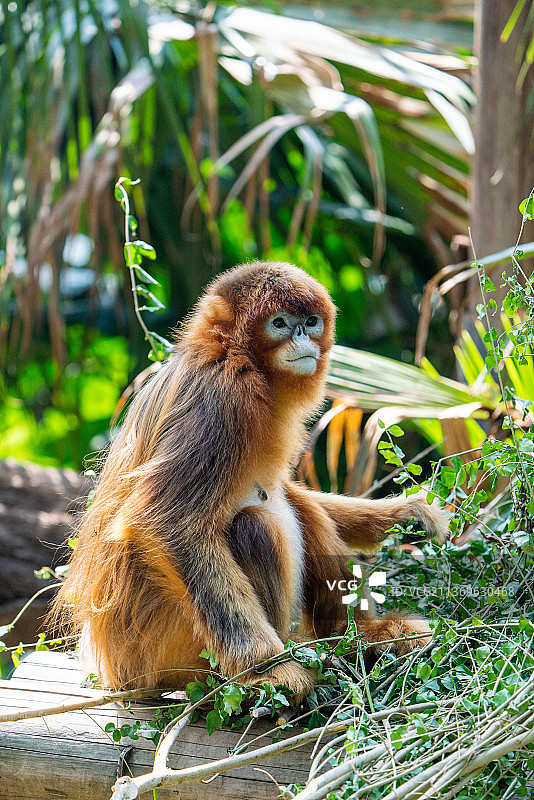 猕猴金丝猴图片素材