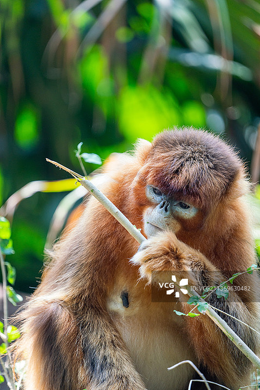 猕猴金丝猴图片素材