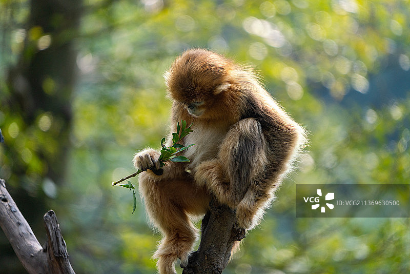 猕猴金丝猴图片素材