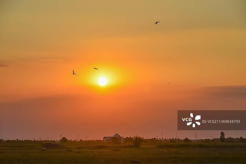 日落飞鸟图片素材