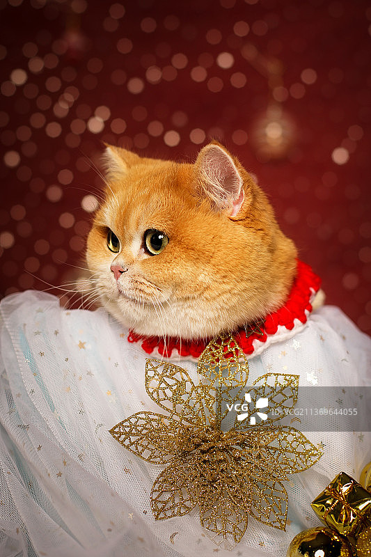 金渐层猫图片素材