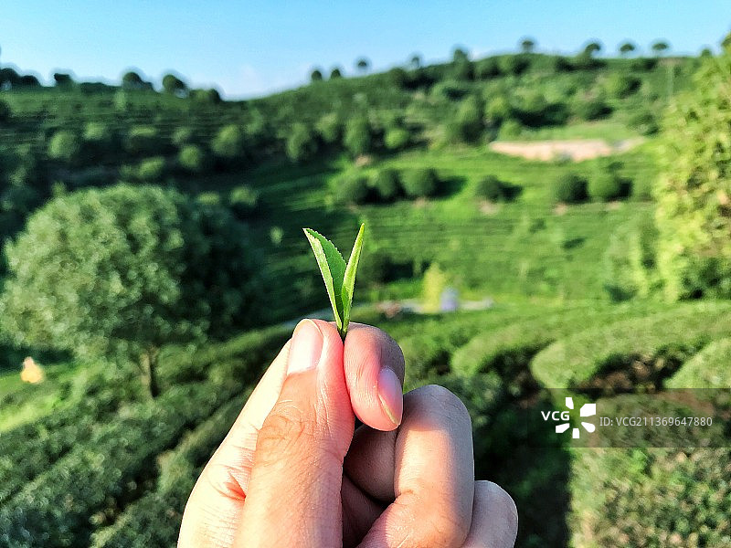 广西阳朔茶园图片素材