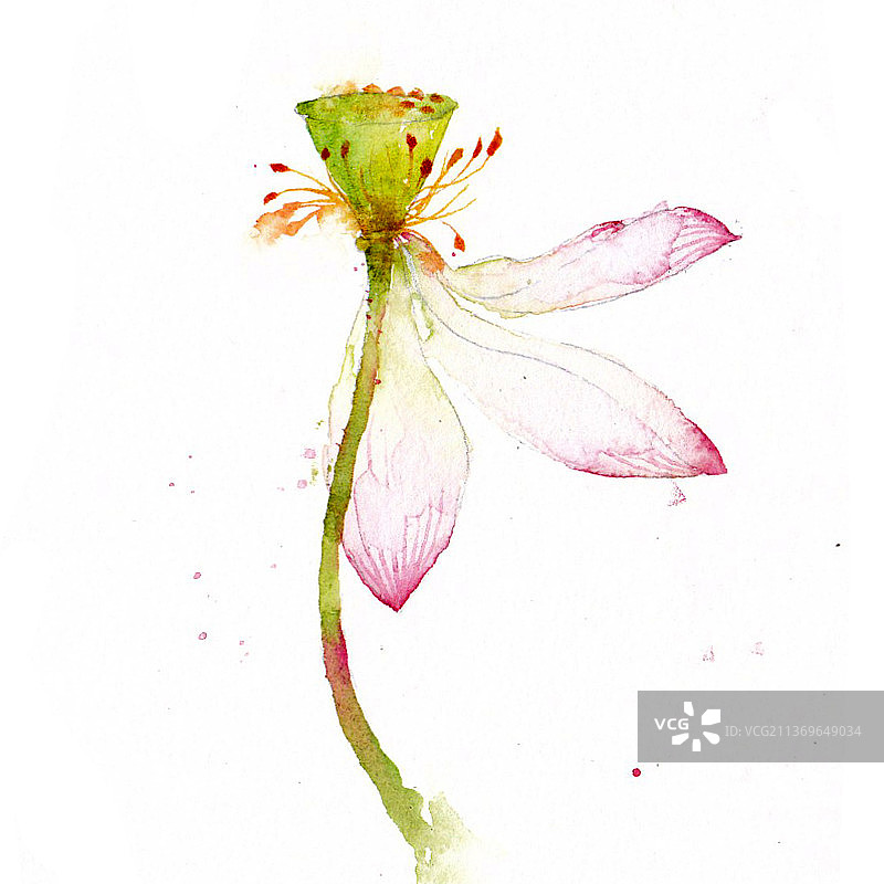 水彩荷花图片素材