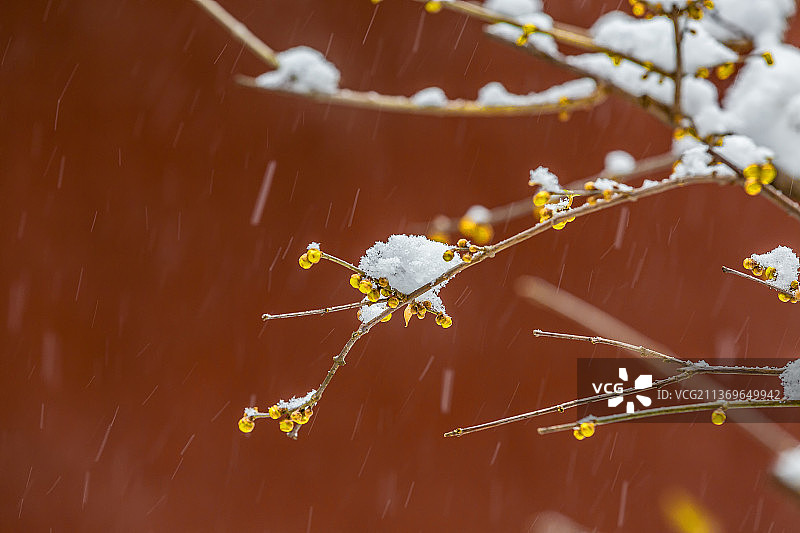 北京植物园雪中的腊梅花图片素材