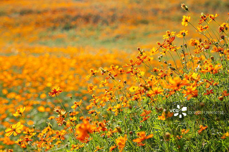 硫华菊花海图片素材